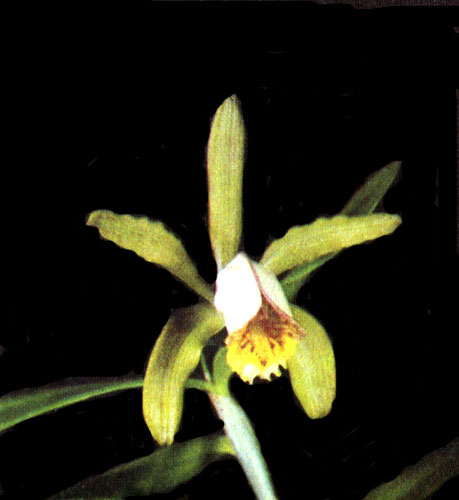  Cattleya forbesii