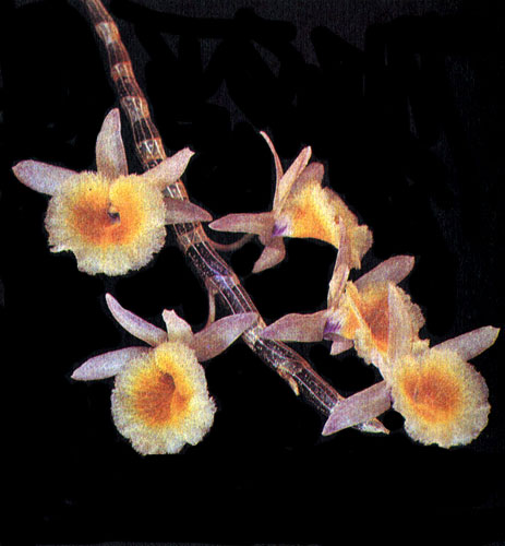  Dendrobium primulinum