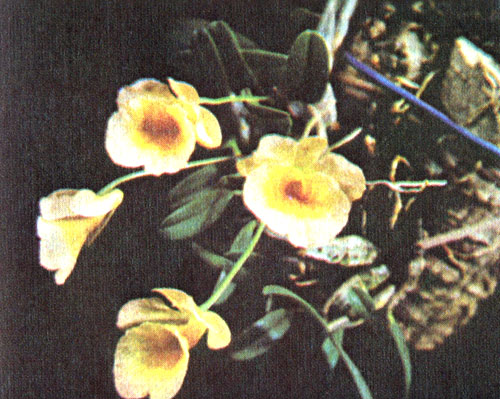  Dendrobium jenkinsii