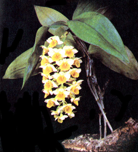  Dendrobium thyrsiflorum