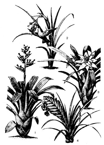 . 15.  : 1 - Aechmea weibachii; 2 - Billbergia nutans; 3 - Gusmania minor; 4 - Tillandsia cyanea