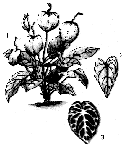  . 16. : 1  Anthurium scherzerianum (  ); 2  A. andreanum (); 3  A. crystallinum () 