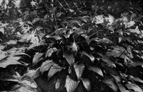 . 1. Hosta lancifolia  