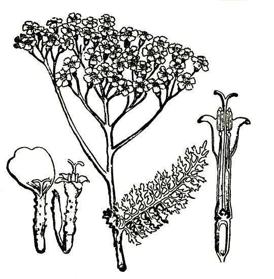 . 1. Achillea rnillefolium   