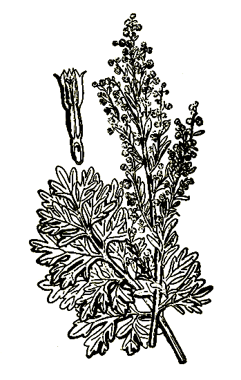 . 7. Artemisia absinthium -  