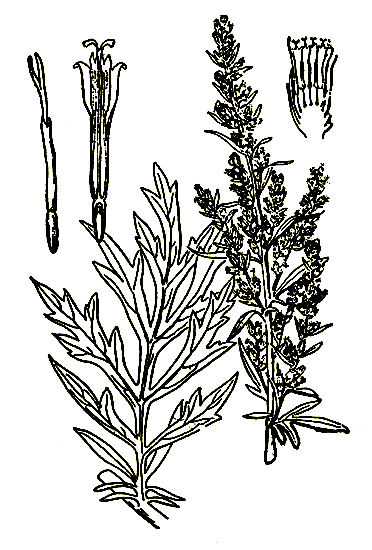 . 8. Artemisia vulgaris  