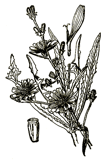 . 12. Cichorium intybus   