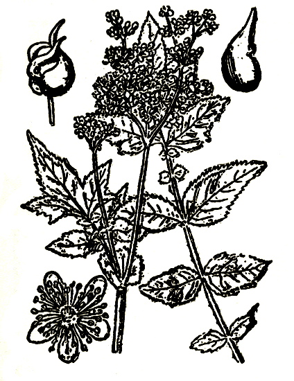 . 14. Etipharasia officinalis   