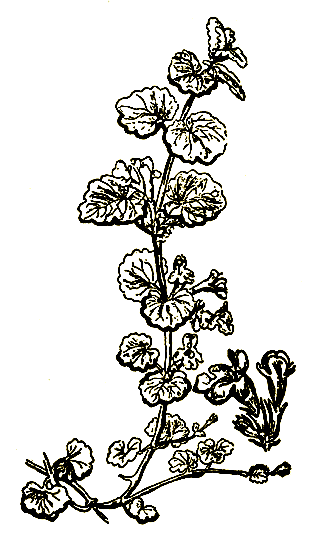 . 18. Glechoma hederacea   