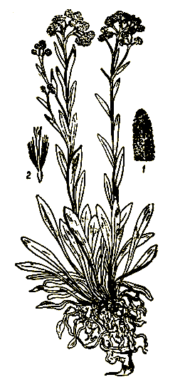 . 20. Helichrysum arenarium -  