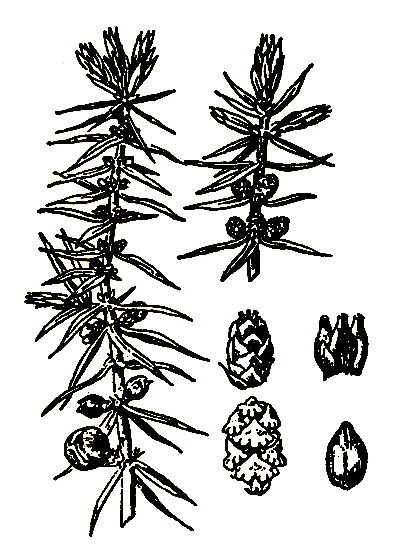 . 23. Juniperus communis   