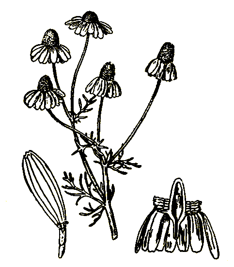 . 25. Matricaria chamomilla   