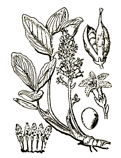 . 28. Menyanthes trifoliafa   