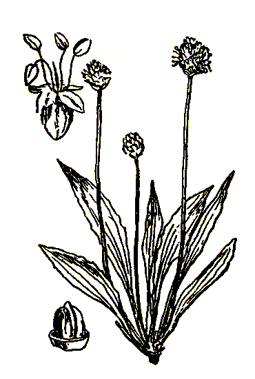 . 31. Plantago lanceolata   