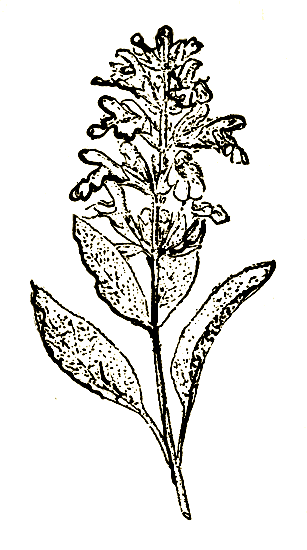 . 40. Salvia officinalis L.   