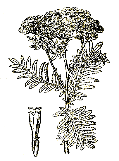 . 43. Tanacetum vulgare   