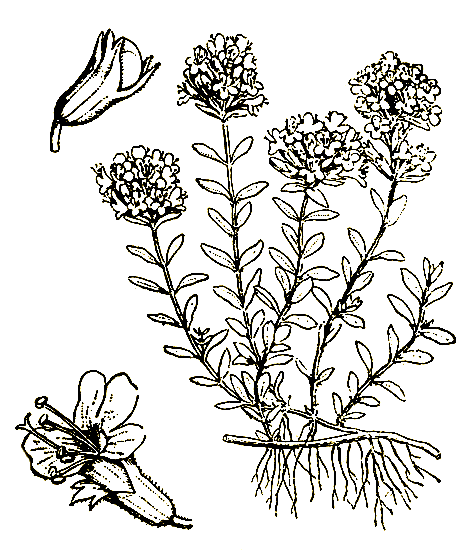 . 44. Thymus serpyllum  