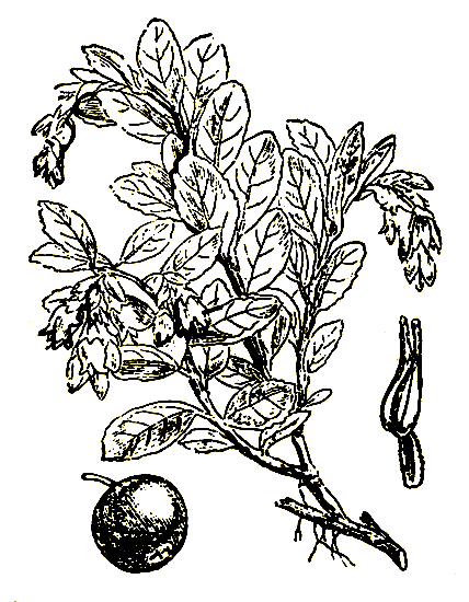 . 48. Vaccinium vitis idaea  