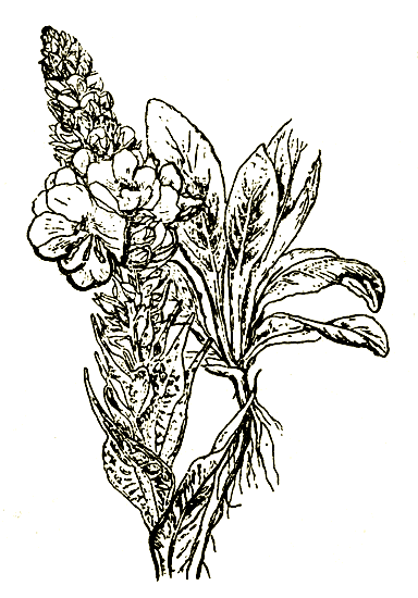 . 50. Verbascum thapsiforme Schrad.   
