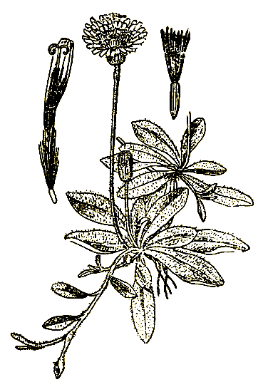 . 57. Hieracium pilosella L.   