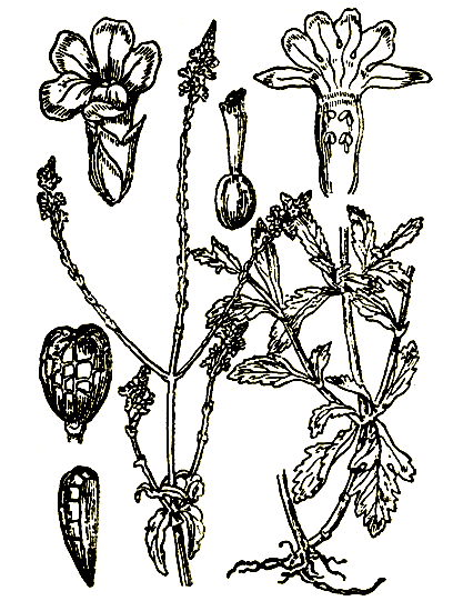 . 61. Verbena officinalis   