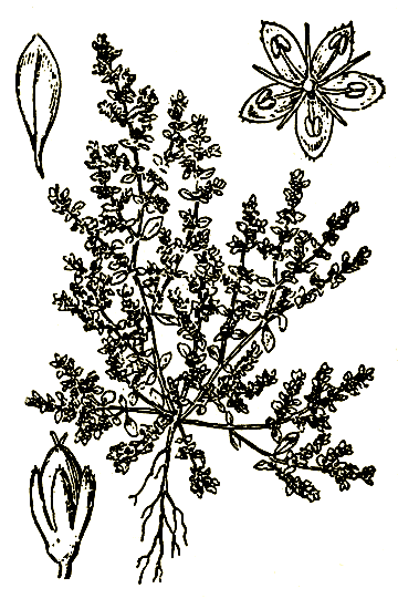 . 67. Herniaria glabra   