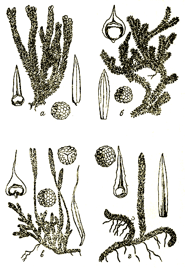 . 69. Lycopodium  . ) L. selago -  ; ) L. annotinum - . ; ) L. elavatum - . ; ) L. inundatum - . 
