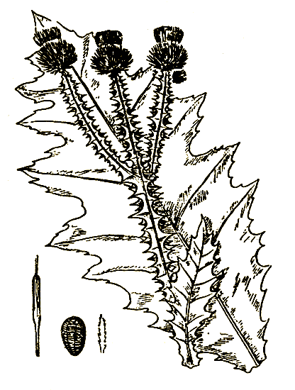 . 70. Onopordon acanthium   