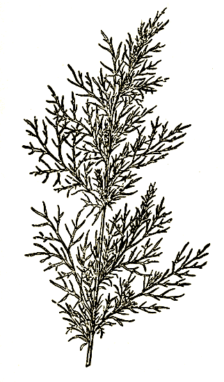 . 79. Artemisia abrotanum   -