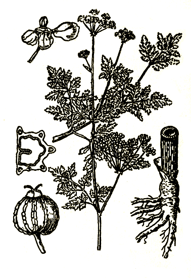 . 86. Conium maculatum   