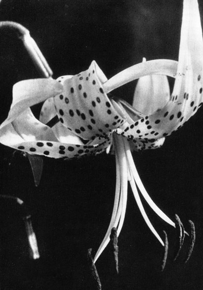   (Lilium tigrinum)