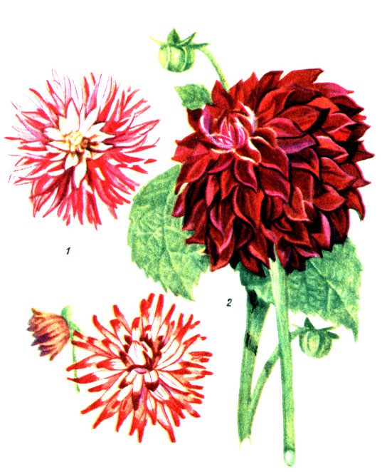 Таблица XXI.  Георгины, типы соцветий: 1 - кактусовое; 2 - декоративное