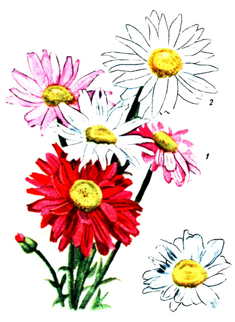 Таблица XXX. 1. Пиретрум розовый 2. Ромашка садовая
