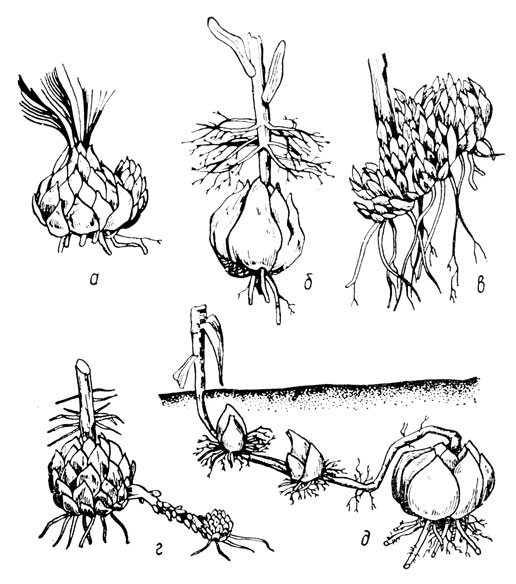 Рис. 2. Типы луковиц лилий: а - с зимующей розеткой листьев; б - стеблекорневая; в - корневищная; г - столононосная; д - ложностолононосная с блуждающим стеблем