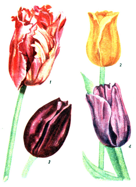 Таблица XLII. Тюльпаны, типы цветка: 1 - попугайный; 2 - бокаловидный; 3 - овальный, 4 - чашевидный