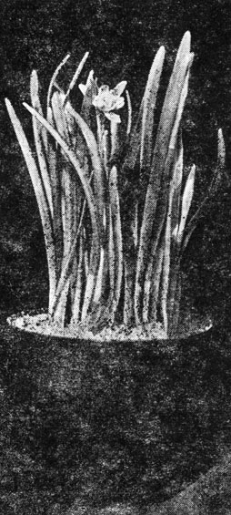 . 53.  Galanthus nivalis flore pleno  
