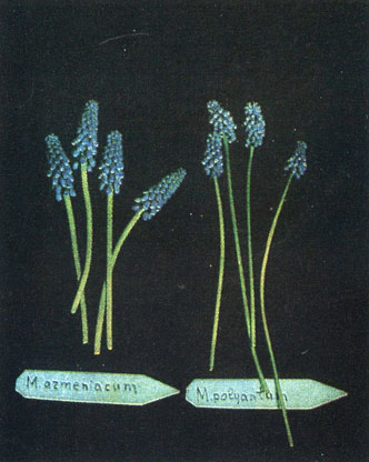 M. polyanthum M. armeniacum