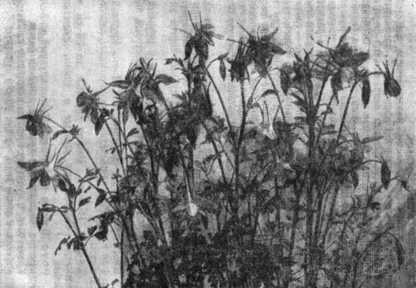 Реферат: Однолетние цветочные растения применяемые в озеленеии