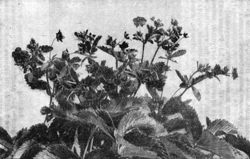 Реферат: Люпин — древнейшее культурное растение