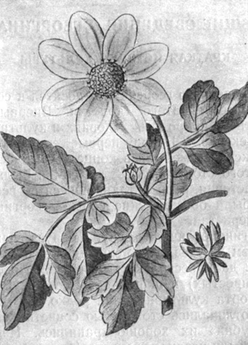 Рис. 1. Георгина розовая (гравюра на дереве)