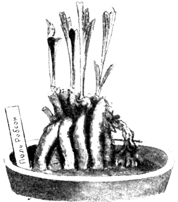 Рис. 6. Проращивание клубня для получения черенков