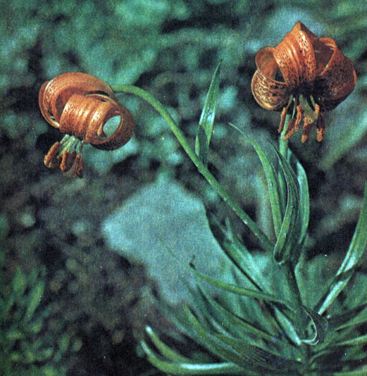   (Lilium carniolicum)