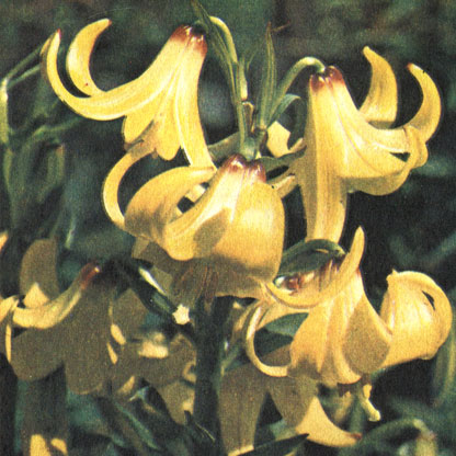   (Lilium monadelphum)