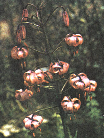    Lilium martagon