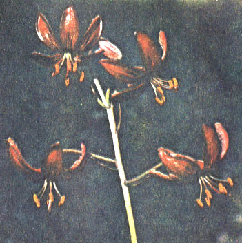     (Lilium martagon subsp. cattaniae)