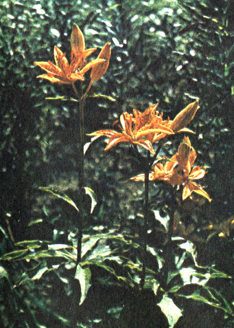    Lilium tsingtauense