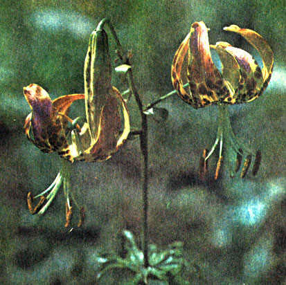   (Lilium ocellatum)