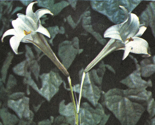   (Lilium philipplnense)