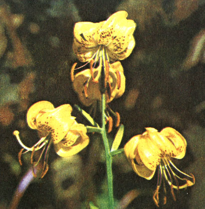  ,   (Lilium amabile f. luteum)