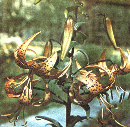  ,   (Lilium lancifolium)